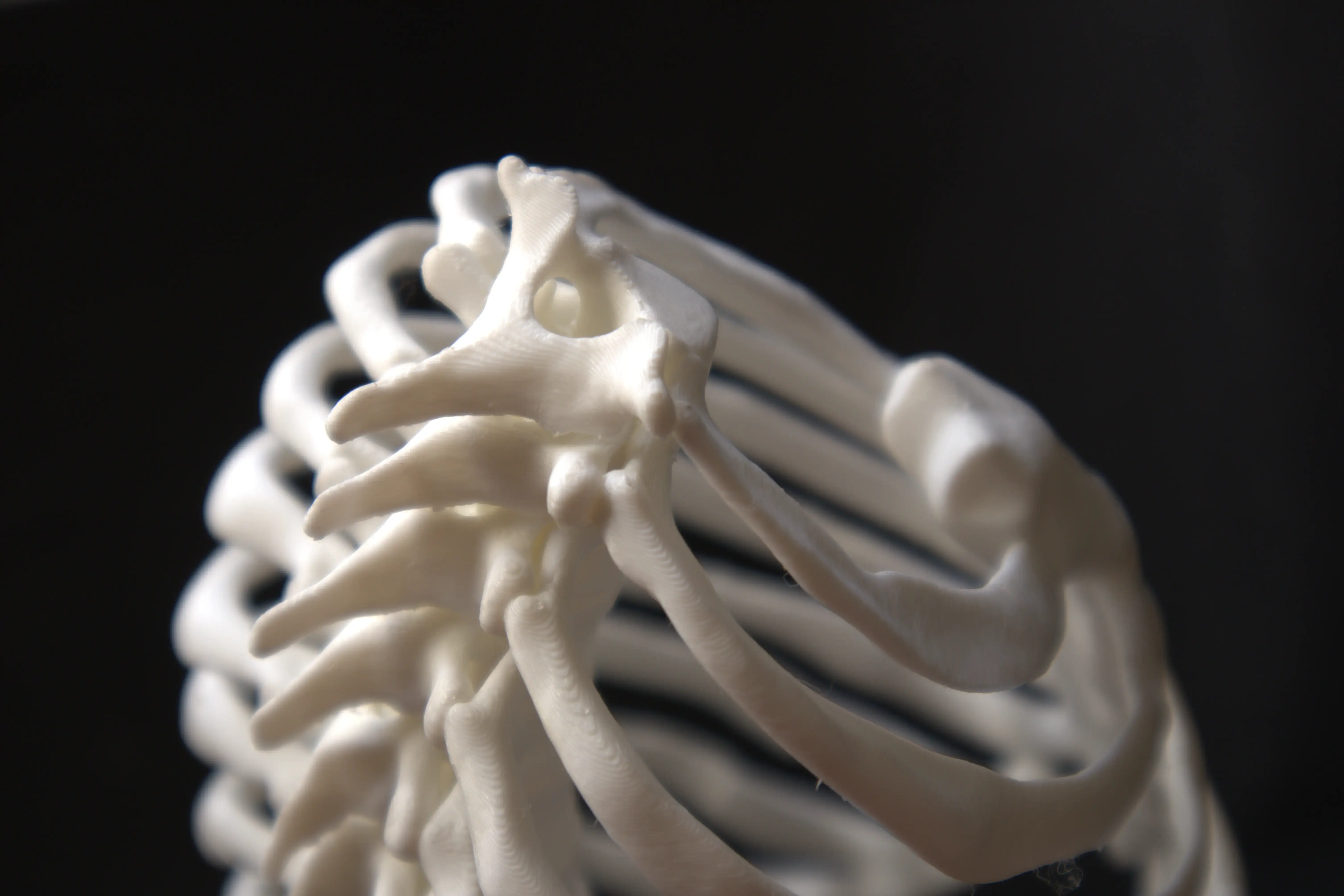 Human Skeleton Detailing